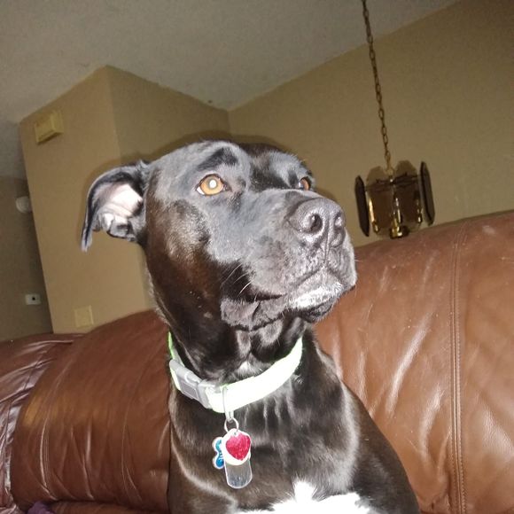 Meet your Posher, Kelly jo - Picture 1 of 1